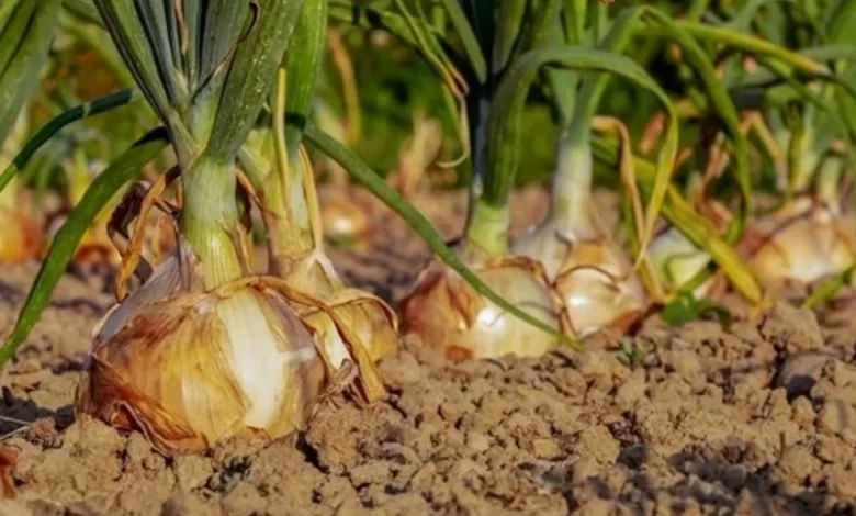 Atenționare pentru fermieri și cultivatorii de ceapă din județul Brașov! 3 atenționare | MyTex.ro